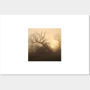 Trees in the Mist Posters and Art